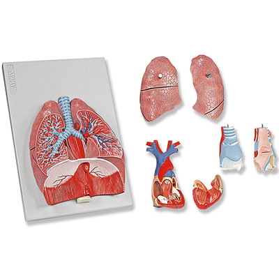 Full size, 7 parts, shows 2 part removable larynx, wind pipe with bronchial tree, 2 part HUMAN RESPIRATORY SYSTEM